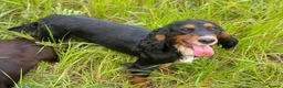 Cocker Spaniel dogs for sale: UNIQUE MARKED COCKER SPANIEL PUPPIES,HEALTH TESTED - Advert 6