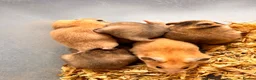 Hamster rodents for sale: Syrian hamster babies in Andover - Advert 4