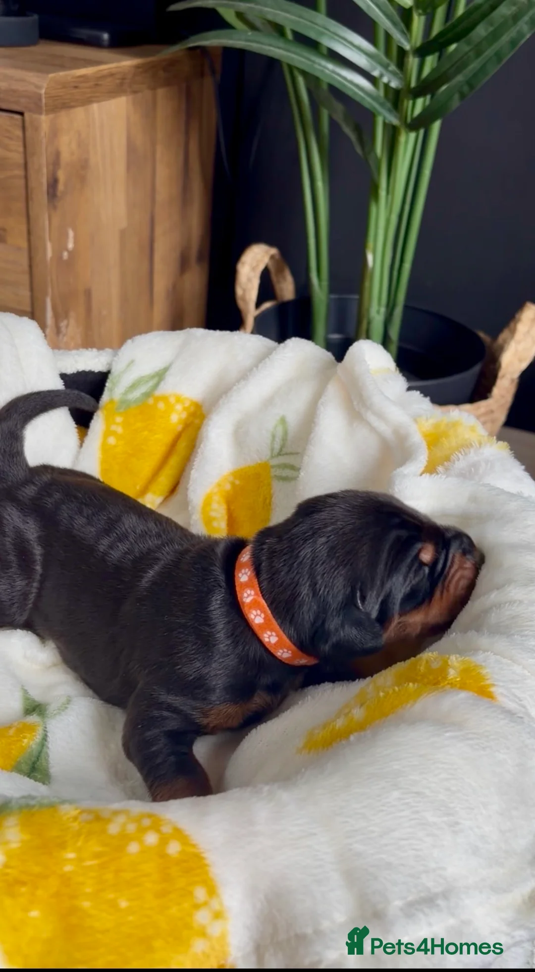 Dobermann dogs for sale: Ready July 4th | KC Registered Doberman Puppies 🐾 in Sandbach - Advert 15