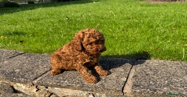 Miniature Poodle dogs - Advert 15