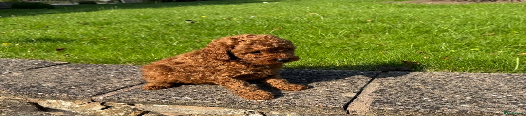 Miniature Poodle Puppy 2