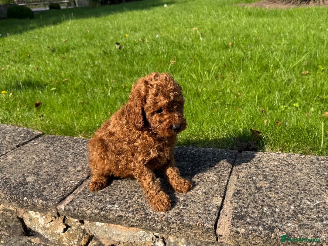 Miniature Poodle dogs for sale: Dark Red Miniature Poodle puppies (Boys only). - Image 2