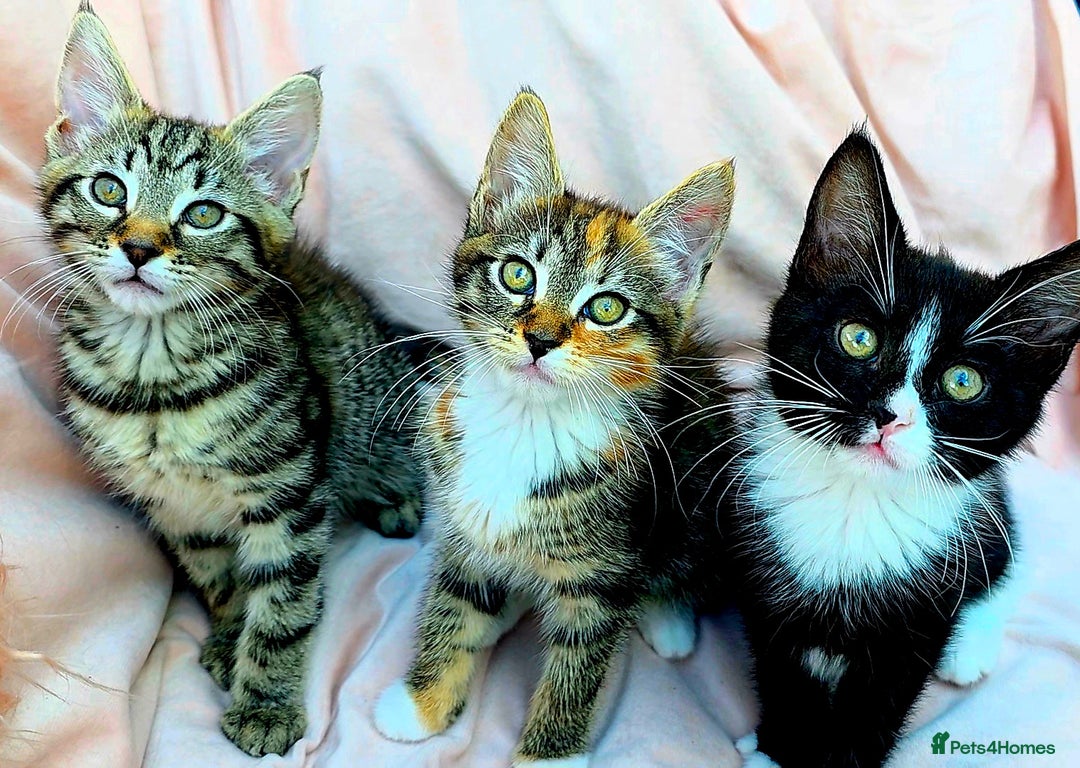 Mixed Breed cats for sale: Maine Coon Cross Kittens Still Available!! - Image 1