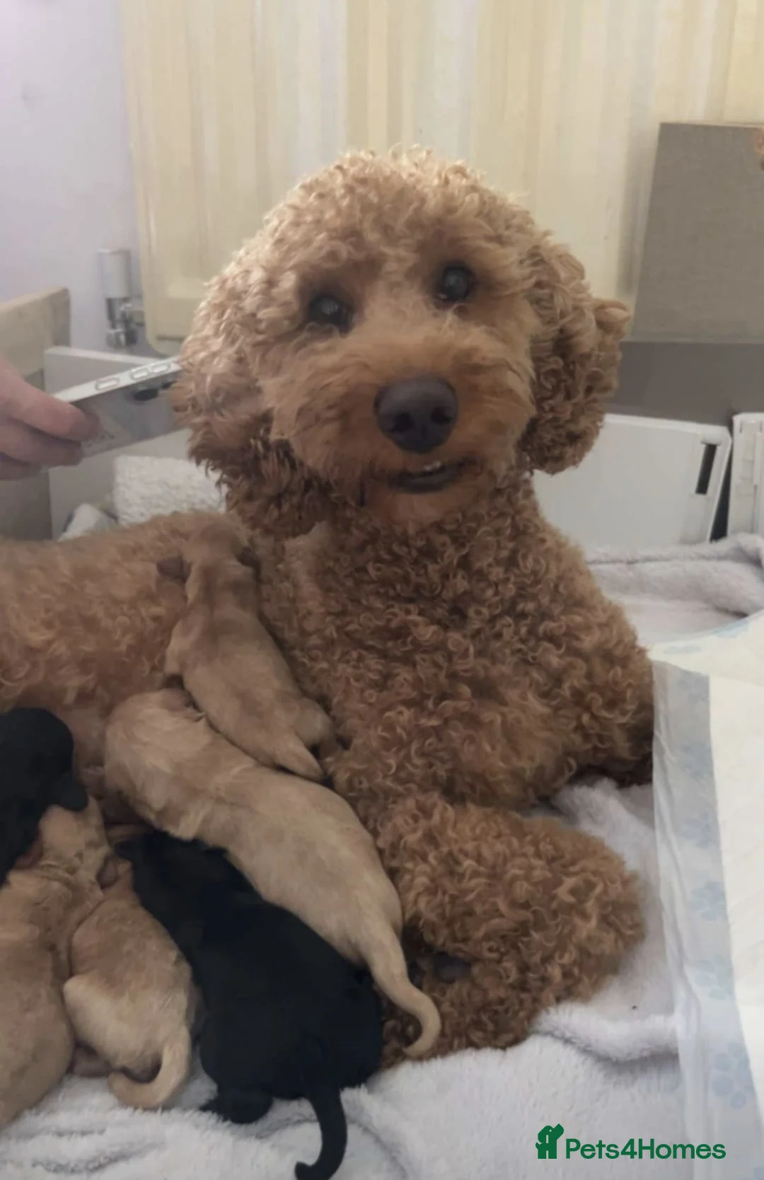 Mixed Breed dogs for sale: Miniature cockerdoodle - Advert 1