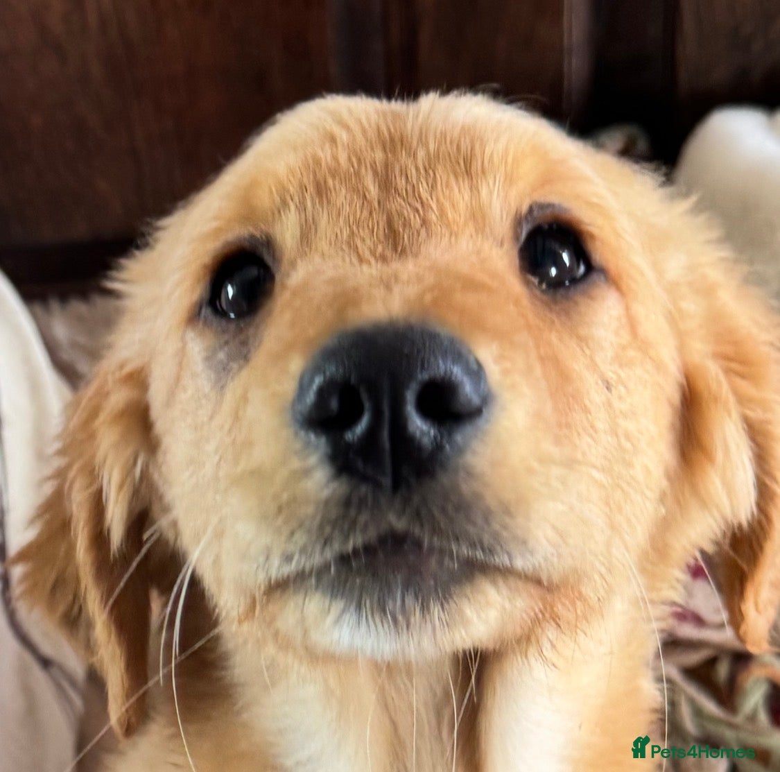 Golden Retriever dogs Charlie - healthy happy super friendly boy - Advert 1
