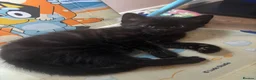 Mixed Breed cats for sale: I have 3 remaining kittens! Ready to go! - Advert 8