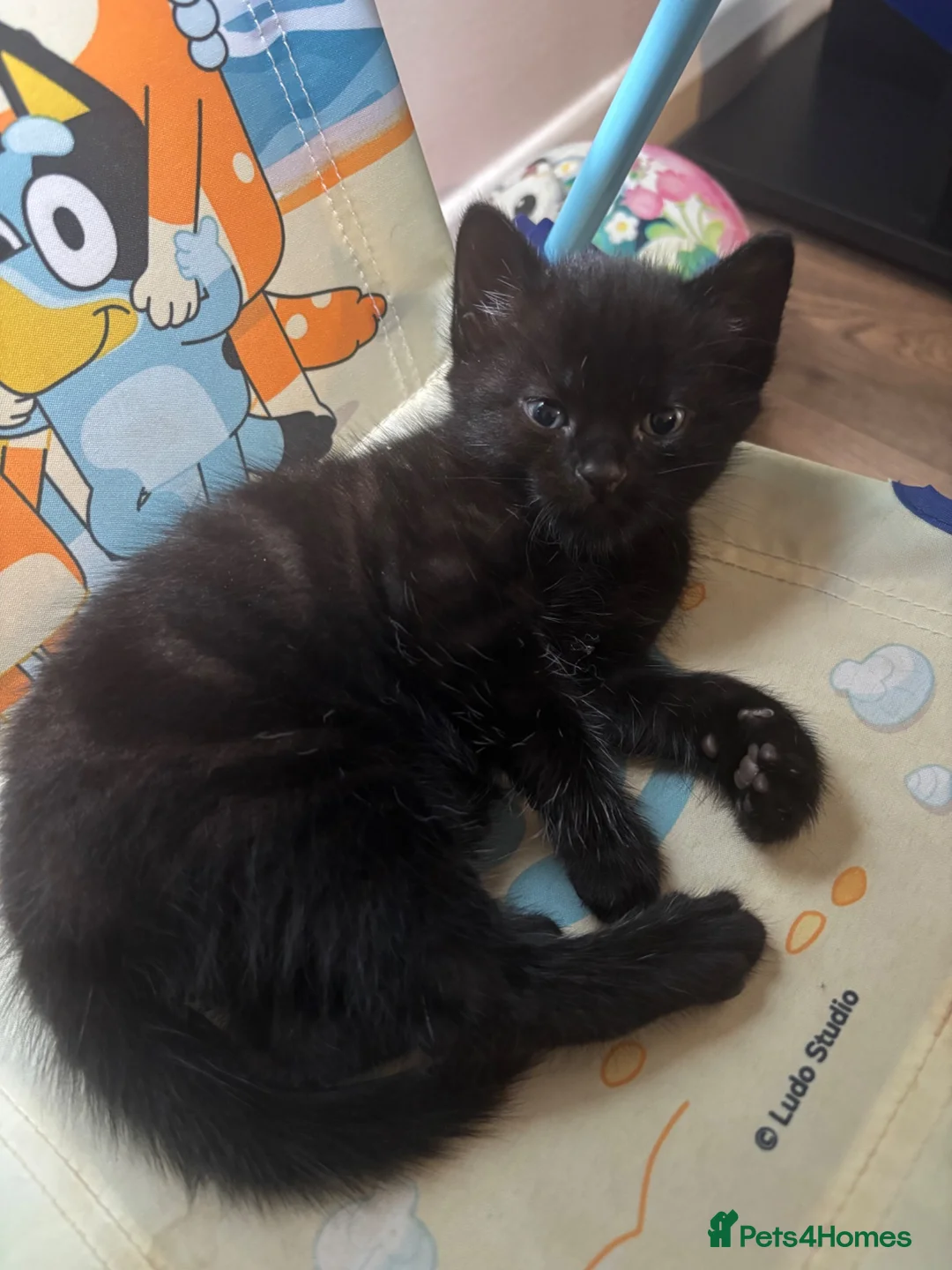 Mixed Breed cats for sale: I have 3 remaining kittens! Ready to go! - Advert 8