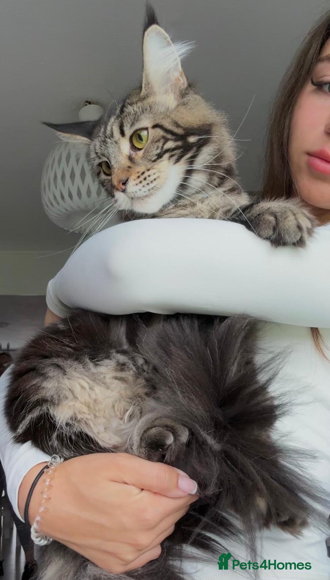 Maine Coon cats for sale: 3 LEFT NOW Purebred Maine Coon Kittens Blackburn - Image 11