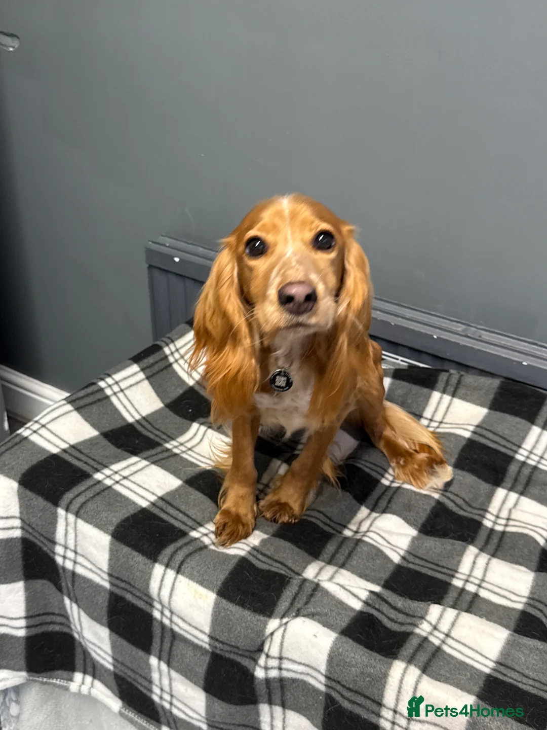 Cockalier dogs for sale: Female  - Advert 4