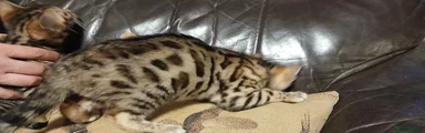 Bengal Kitten 3