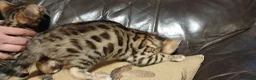 Bengal cats for sale: Beautiful Bengal kittens Ready now. - Advert 4