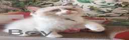 Ragdoll cats for sale: GCCF REGISTERED BEAUTIFUL RAGDOLLS KITTENS  - Advert 13