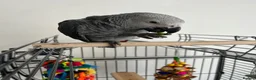 Parrots birds for sale: 8 month hand reared African grey named Rio - Advert 5