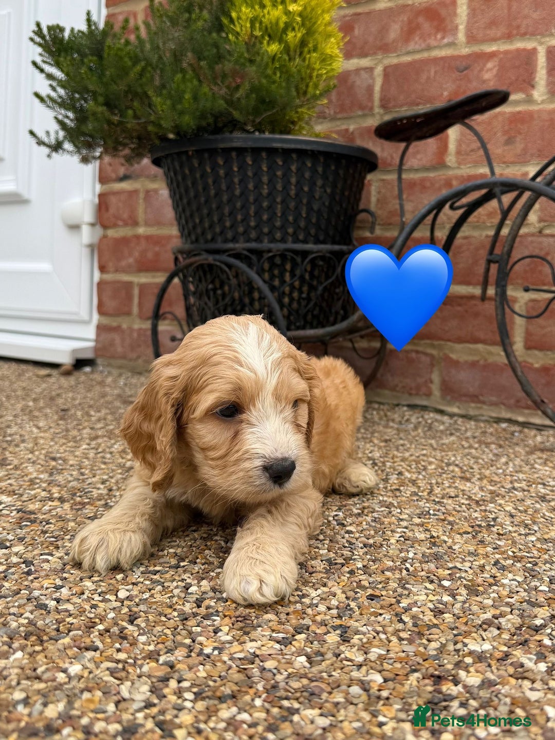 Cockapoo dogs for sale: Ready to leave Beautiful merle & gold  Cockapoos  - Image 13