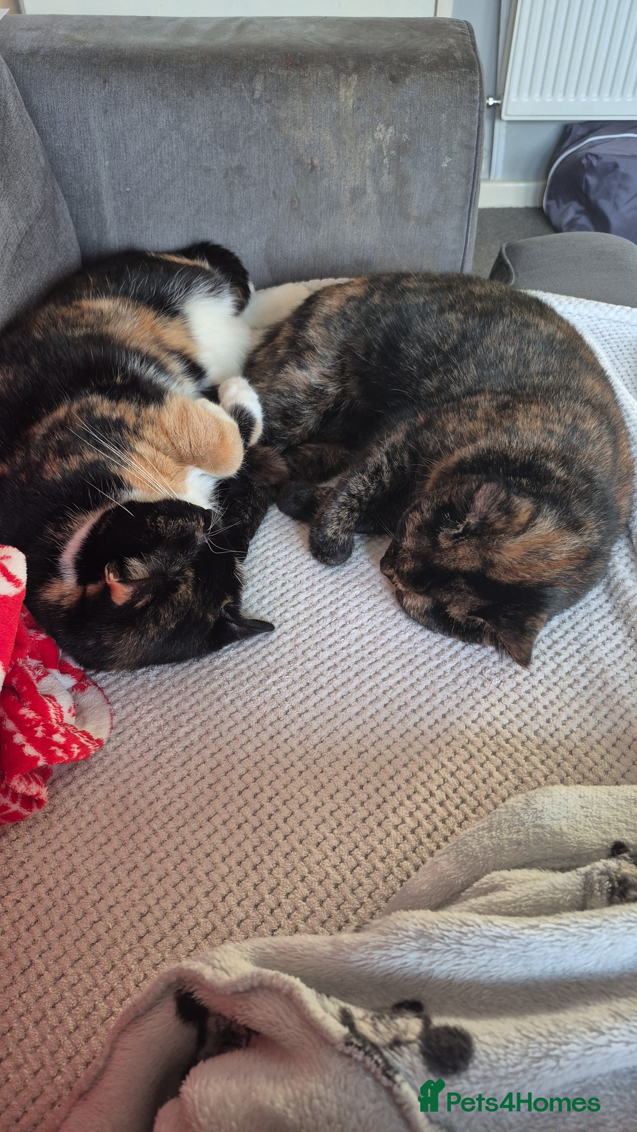 Domestic Shorthair cats 2 domestic house cats - Advert 3