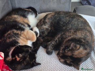 Domestic Shorthair cats 2 domestic house cats - Advert 3