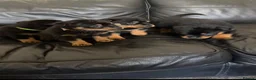 Rottweiler dogs for sale: Only 4 Beautiful Rottweiler Pups Ready in 2 weeks  - Advert 6