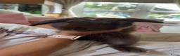 Dwarf Lop rabbits for sale: Absolutely gorgeous chocolate dwarf lop for sale🤎 - Advert 2