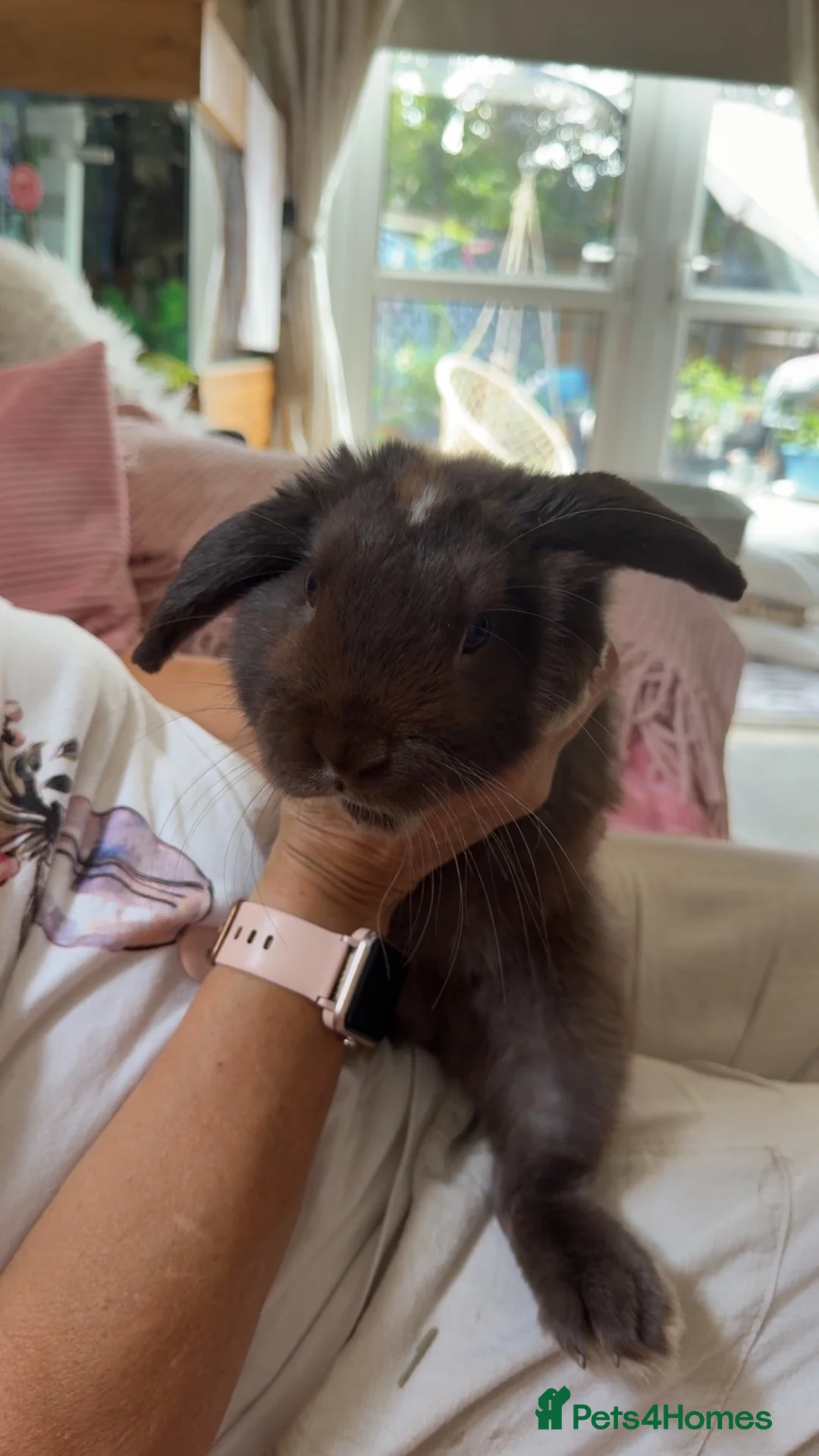 Dwarf Lop rabbits for sale: Absolutely gorgeous chocolate dwarf lop for sale🤎 - Advert 2