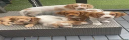 Cocker Spaniel dogs for sale: Red and Lemon & White Working Cocker Spaniels - Advert 19