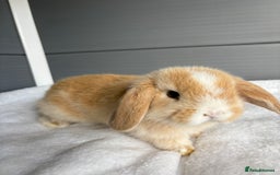 Mini Lop rabbits for sale: Stunning mini lops  - Image 18