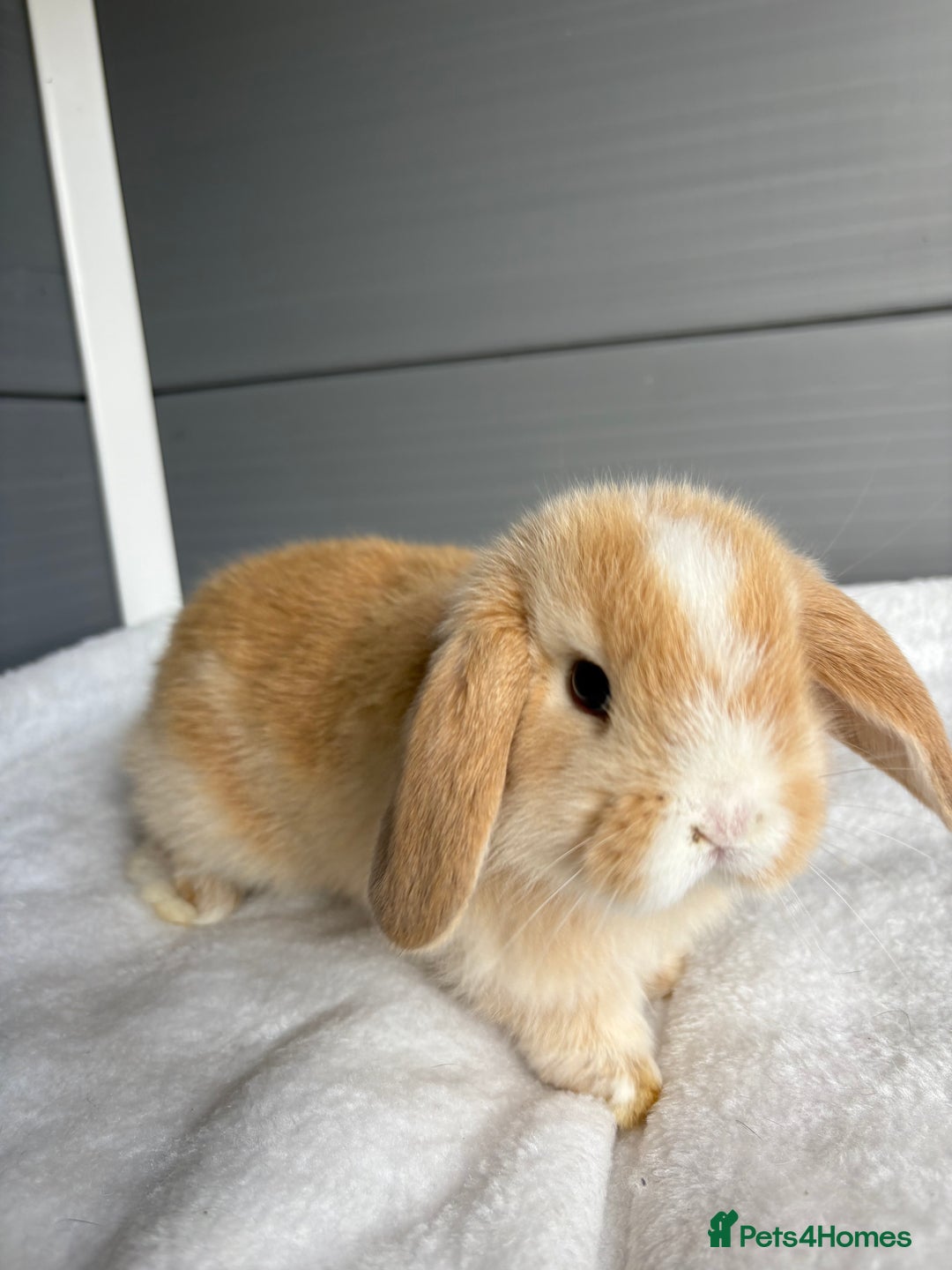 Mini Lop rabbits for sale: Stunning mini lops  - Image 18