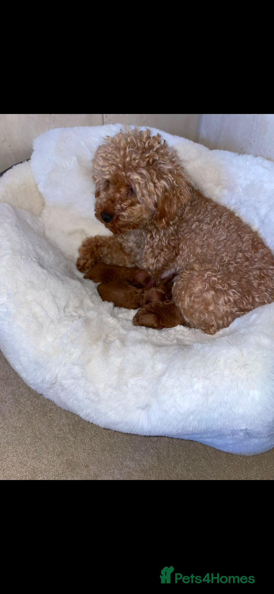 Toy Poodle dogs Toy poodle  - Advert 2