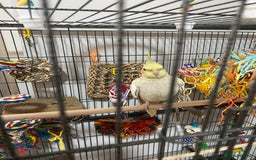 Cockatiels birds for sale: Cockatiel and Cage  - Image 2