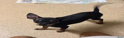 Miniature Pinscher dogs for sale: Lovely Miniature Pinscher pups - Advert 15