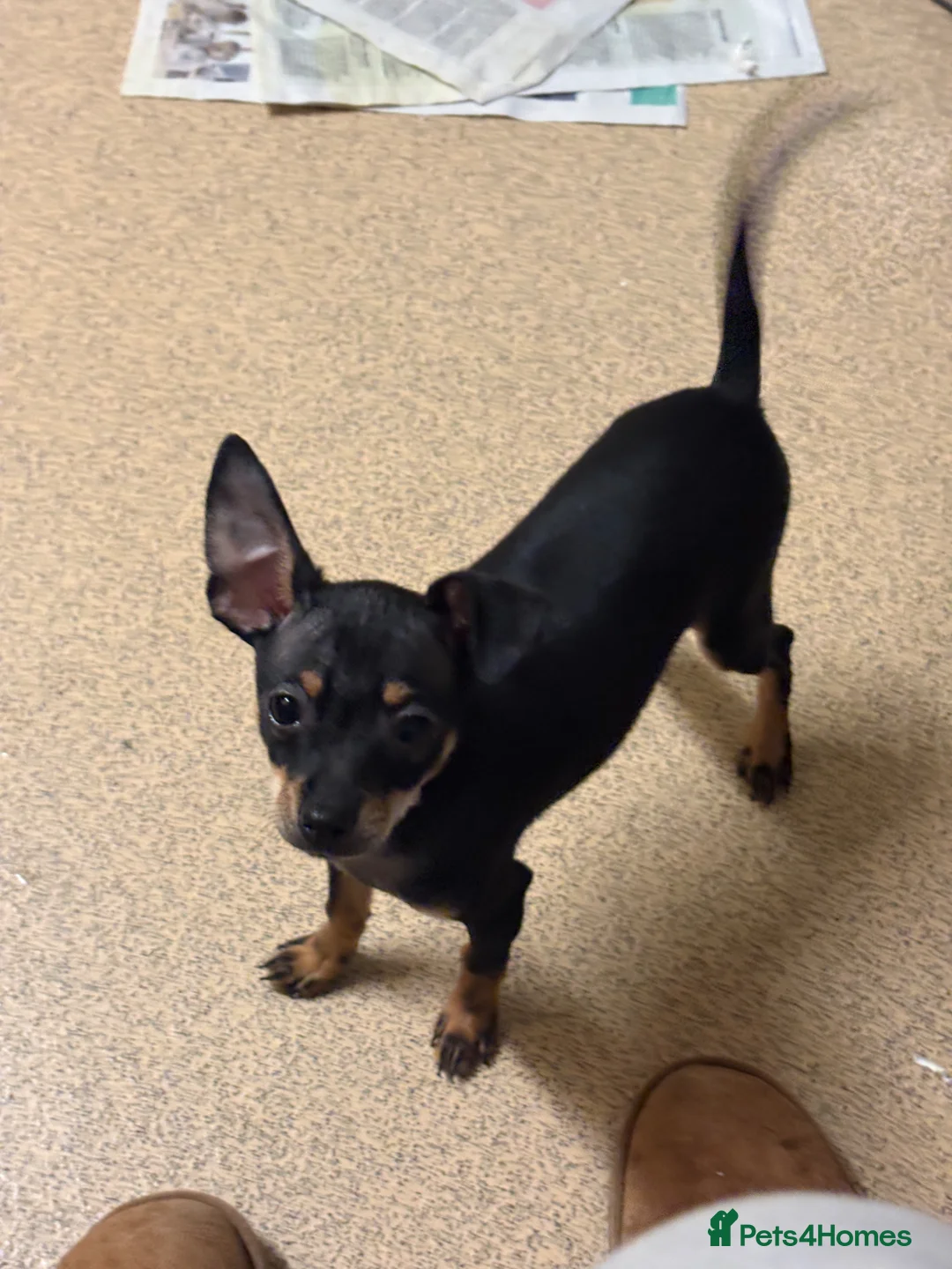 Miniature Pinscher dogs for sale: Lovely Miniature Pinscher pups - Advert 15