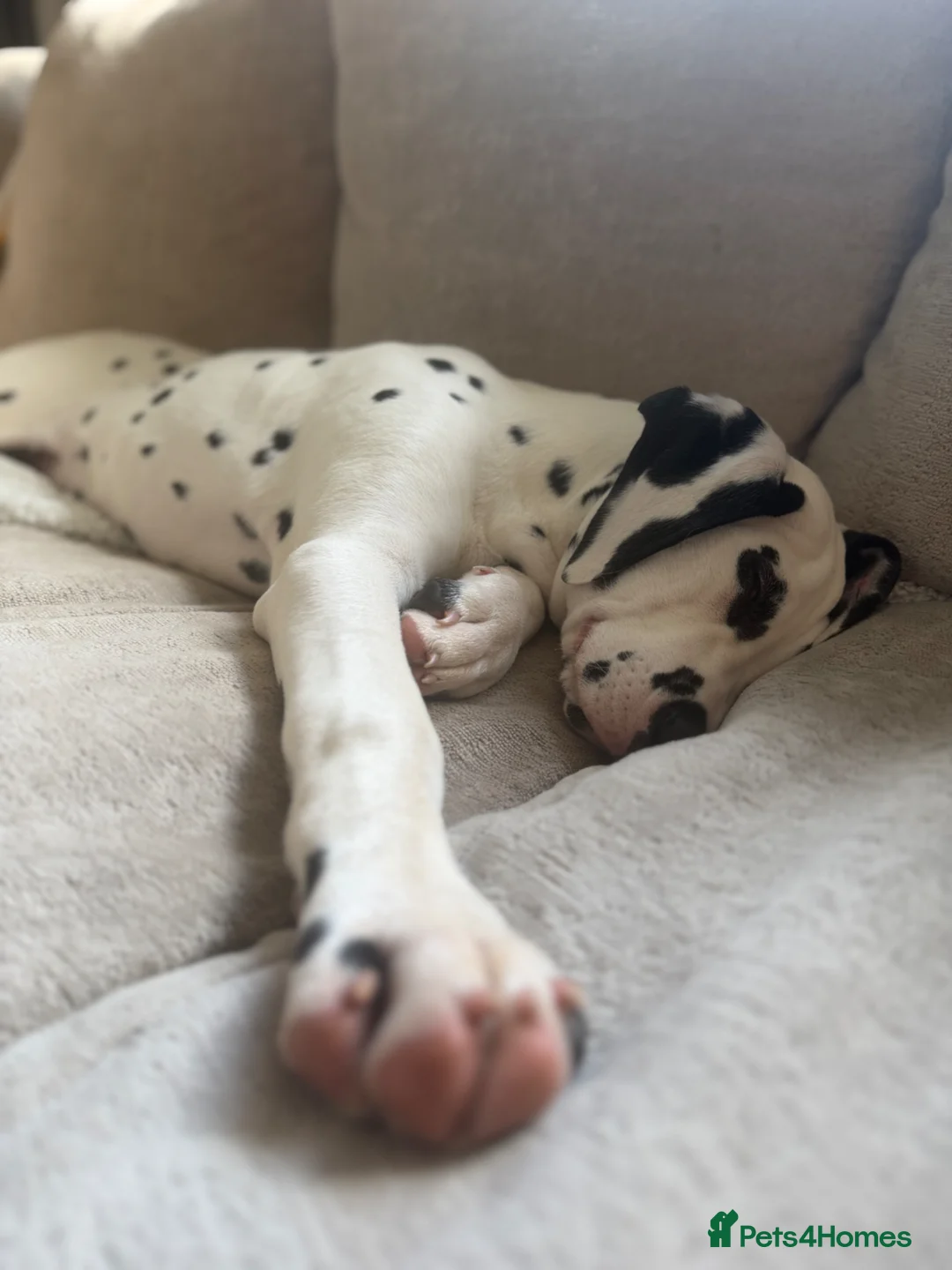 Dalmatian dogs for sale: KC Reg Dalmatian Male Puppy Ready Now - Advert 2