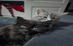 Mixed Breed cats for sale: Beautiful kittens for sale - Advert 4