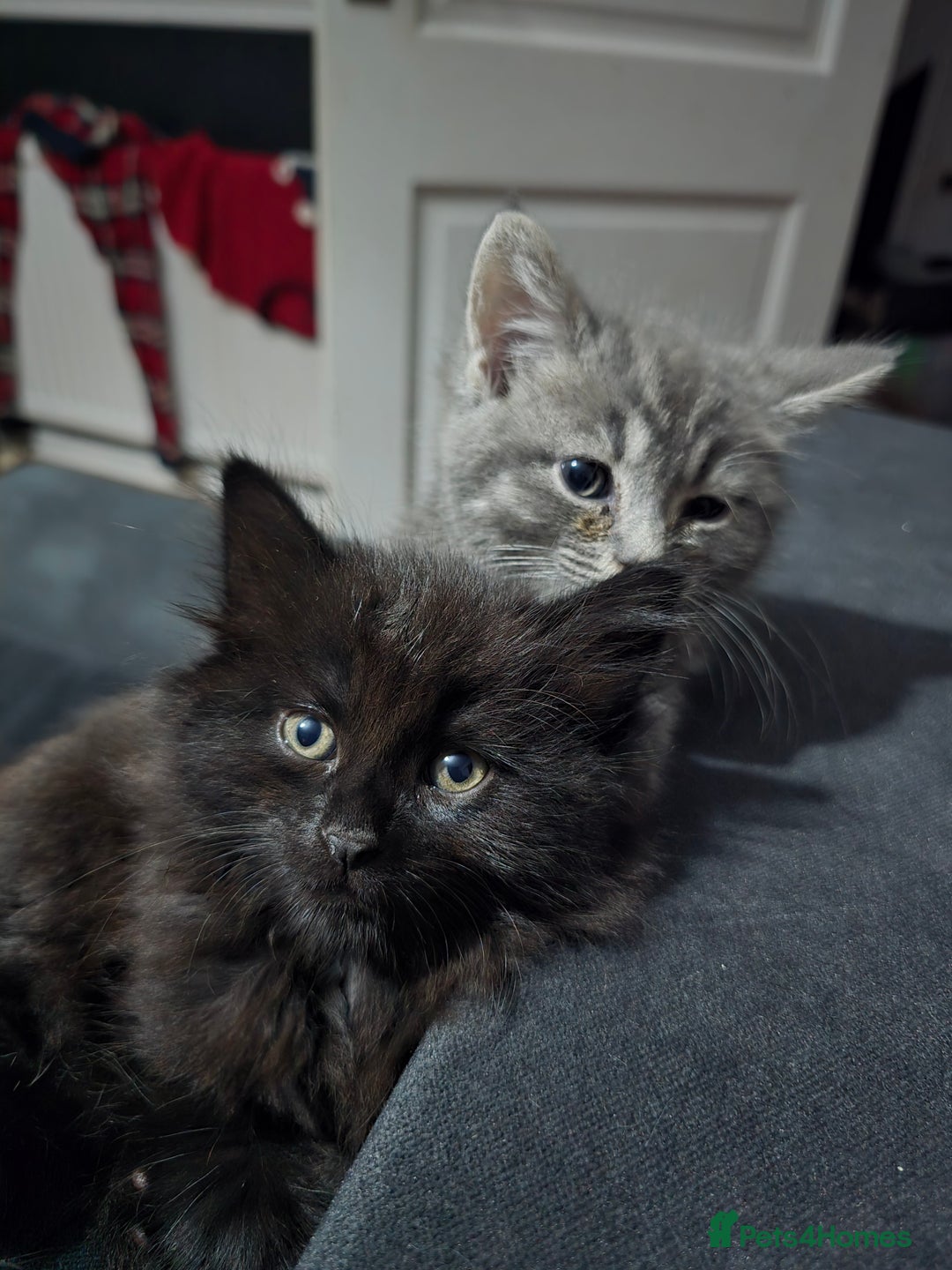 Mixed Breed cats for sale: Beautiful kittens for sale - Advert 4