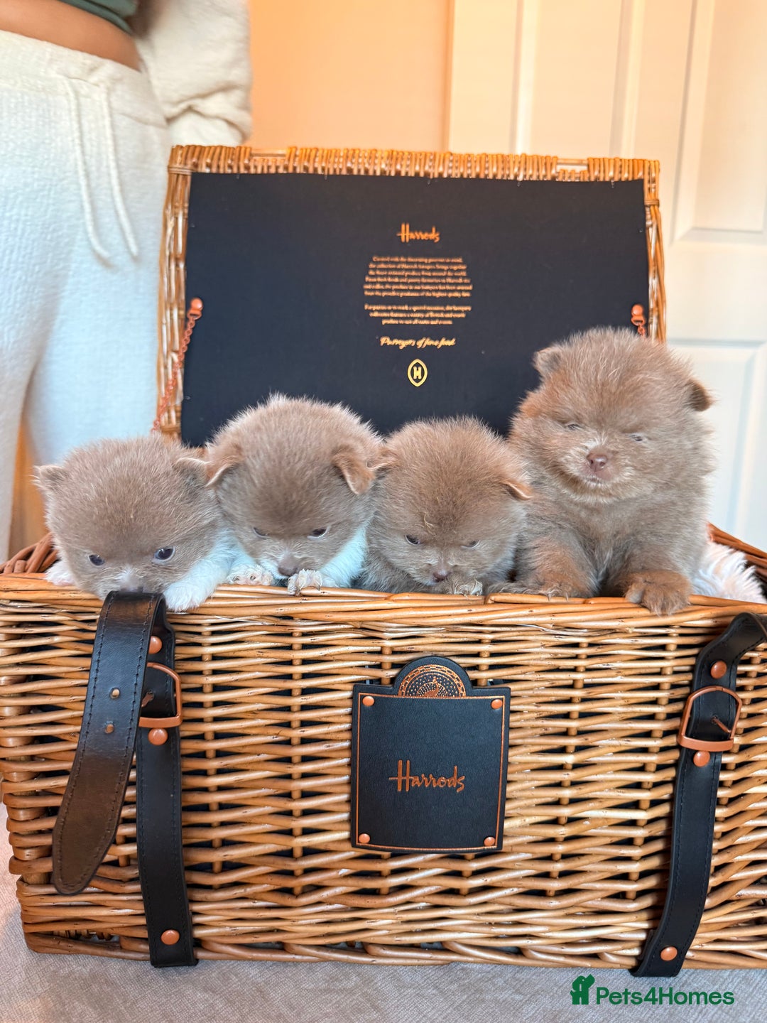 Pomeranian dogs for sale: KC Registered Lilac Pomeranian Puppies 💜 - Advert 3