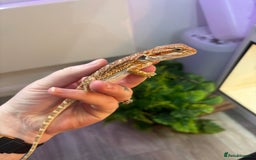 Bearded Dragon reptiles for sale: Bearded Dragon Babies INC RED MONSTERS - Image 7