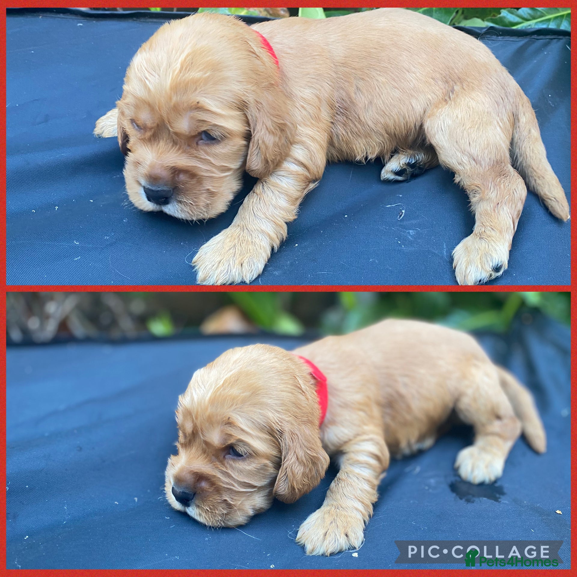 Cocker Spaniel dogs KC Reg Show Type Cocker Spaniel puppies - Advert 2