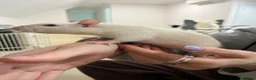 Rat rodents for sale: Pair female adult rats - free to good home - Advert 6