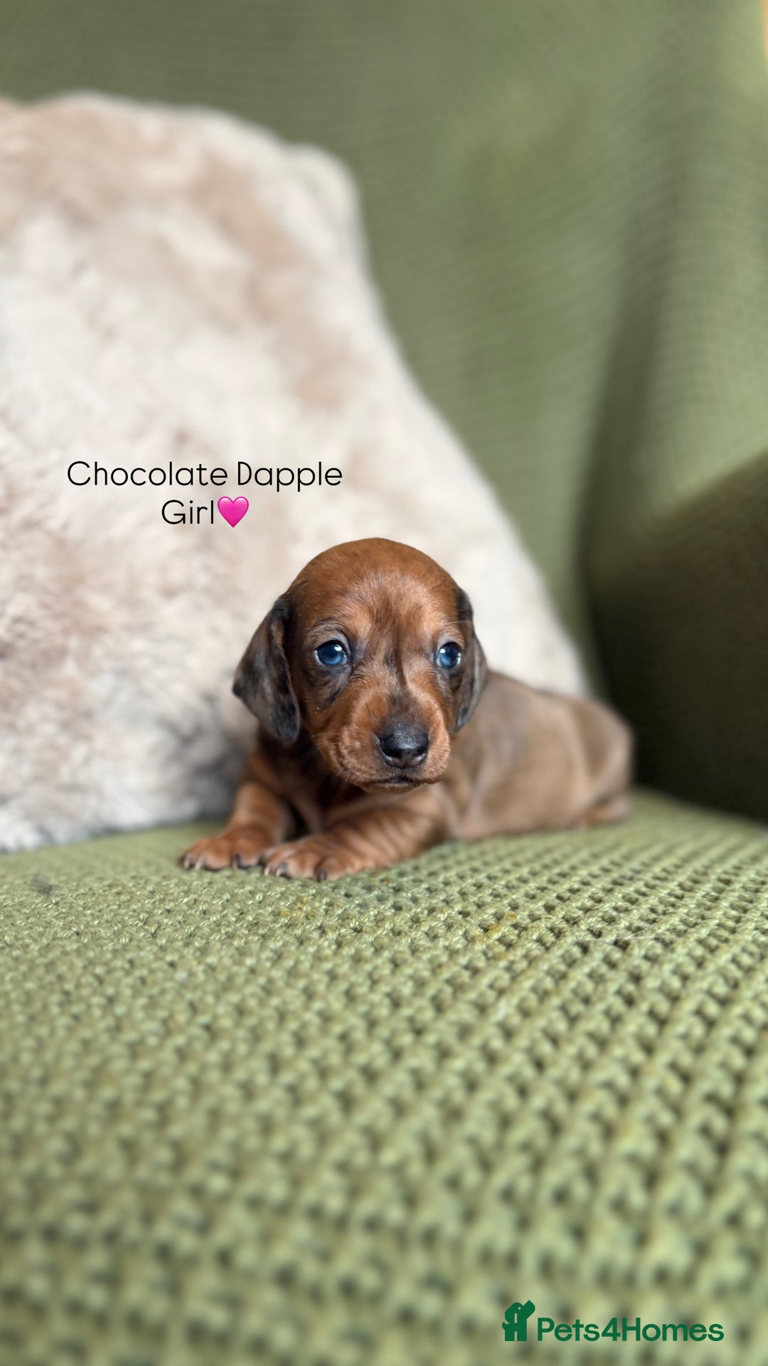 Miniature Dachshund dogs for sale: Smooth Haired Miniature Dachshunds - Advert 19