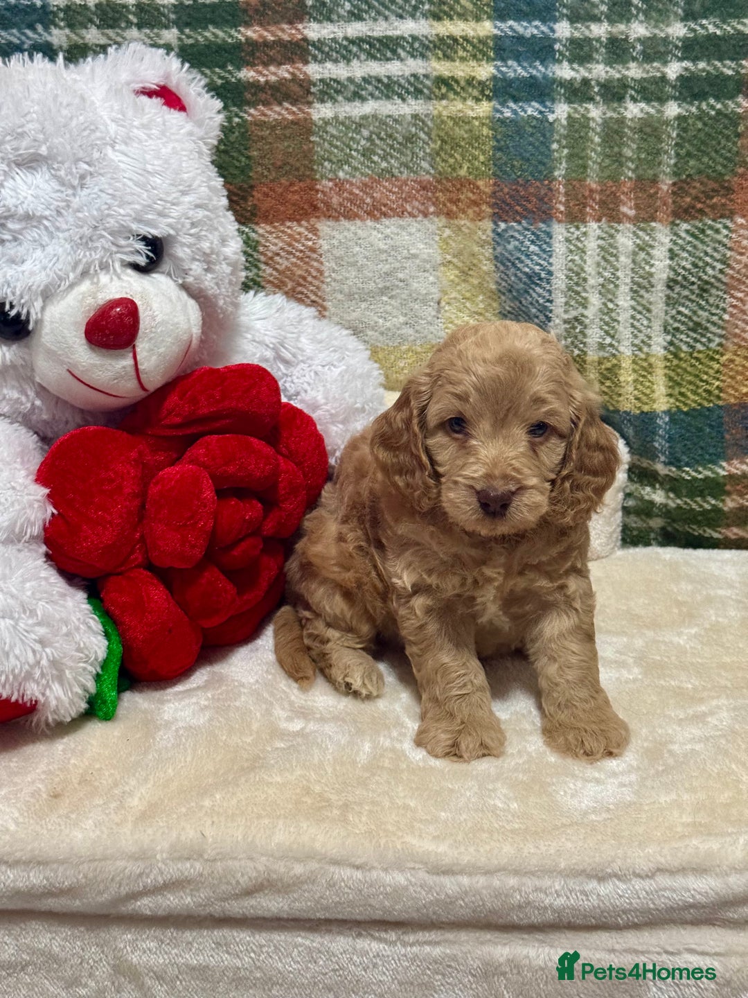 Cockapoo dogs for sale: 3 gorgeous boys F1 Cockerpoo puppies  - Advert 4