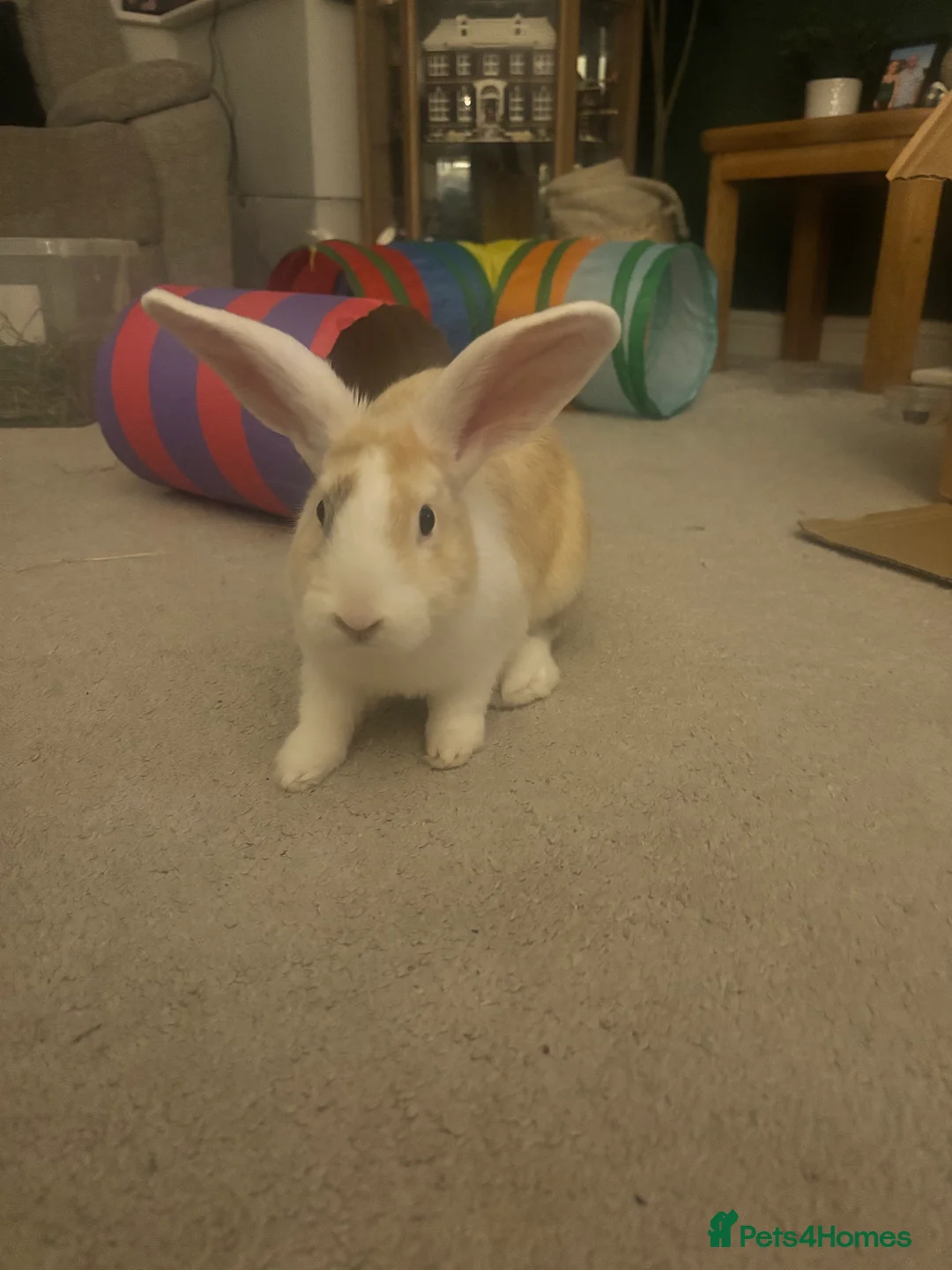 English rabbits for sale: Teddy and Todd - Advert 4