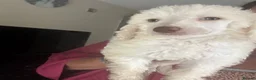 Poodle dogs for sale: Outstanding poodles different colours boys & girls in Liverpool - Advert 26