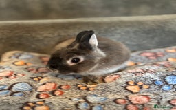Netherland Dwarf rabbits for sale: Pure bred netherland dwarf ready to reserve  - Image 18