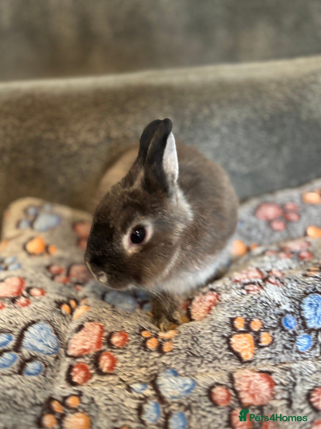 Netherland Dwarf rabbits for sale: Pure bred netherland dwarf ready to reserve  - Image 18