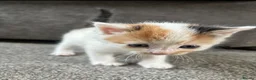 Mixed Breed cats for sale: Kittens for sale  - Advert 10