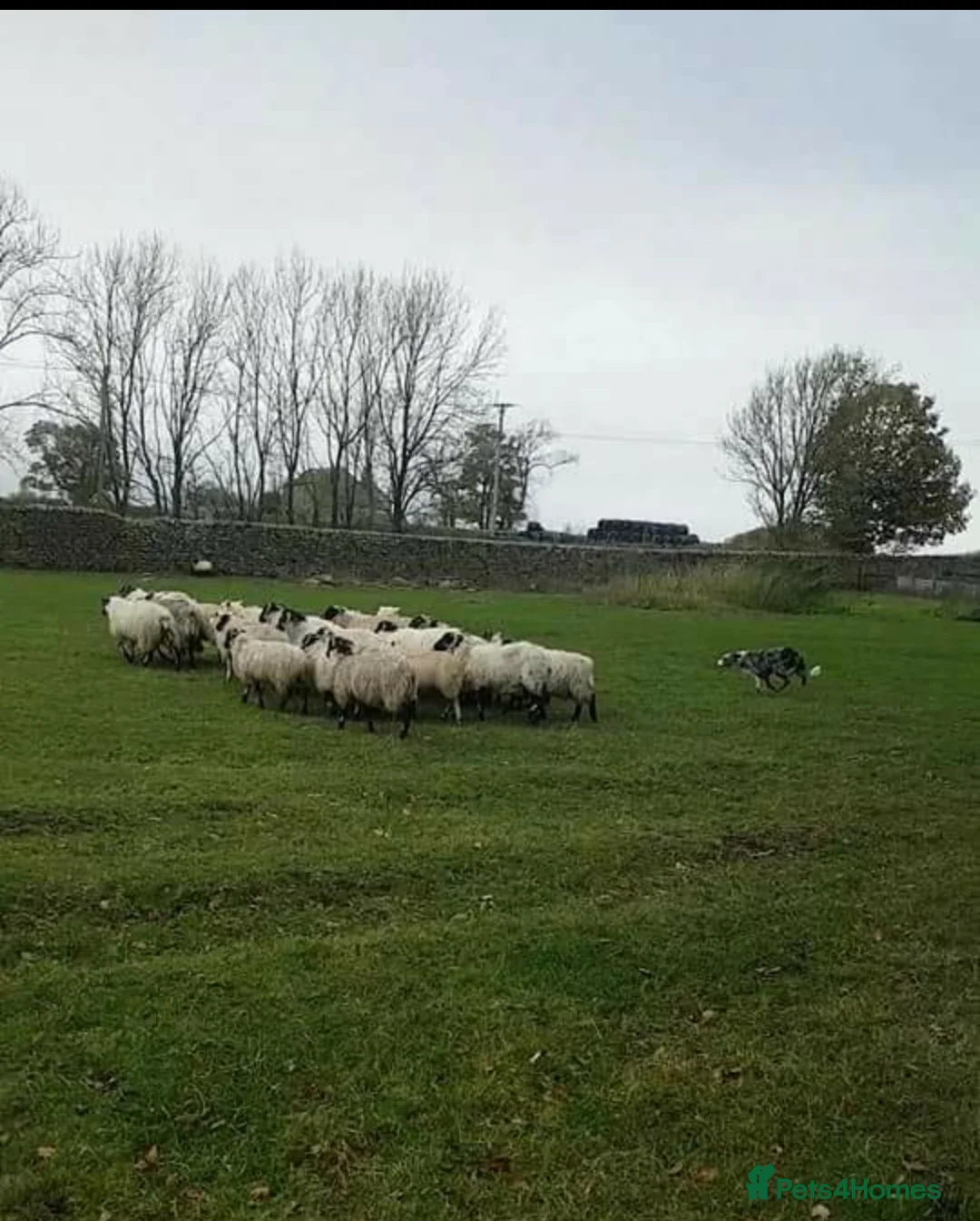 Border Collie dogs for stud: *proven* health tested working merle border collie in Leeds - Advert 26