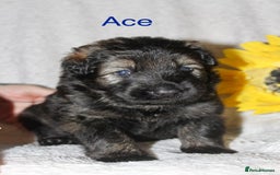 German Shepherd dogs for sale: German shepherd puppies  - Image 8