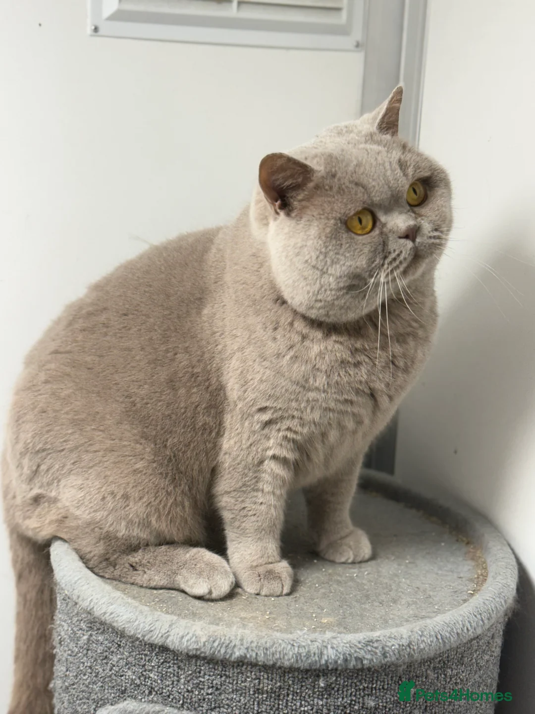 British Shorthair cats for stud: Gorgeous impgr Champion Bexivia Xavier blood B  in Leeds - Advert 6