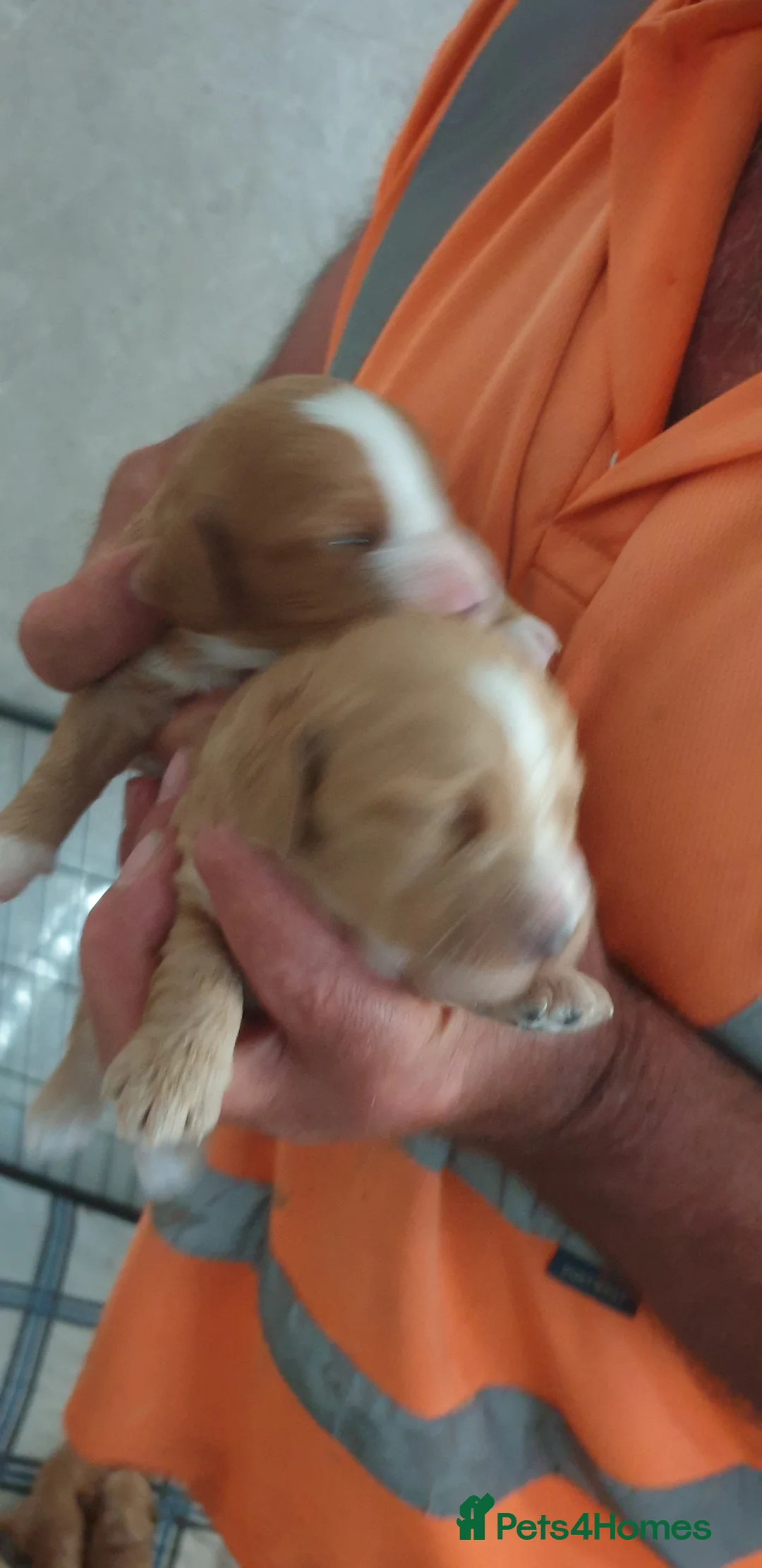 Cockapoo dogs for sale: Beautiful family cockerpoo puppies  - Advert 2