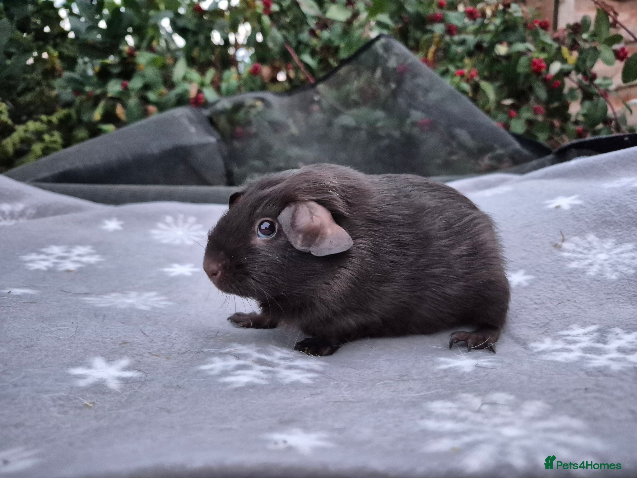 Guinea Pig rodents 3 Stunning Baby Boars guinea pigs for sale 🏡💙 - Advert 1