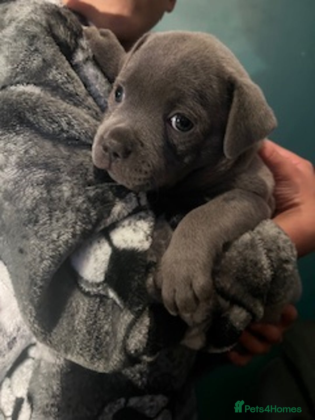 Staffordshire Bull Terrier dogs for sale: 2 Beautiful Male Blue Staffy Puppies - Advert 14